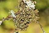 Tuckermanopsis americana image