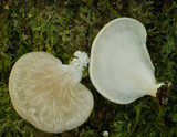 Polyporus gayanus image
