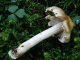 Inocybe fraudans image