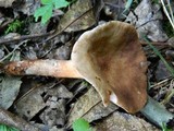 Lactarius fulvissimus image