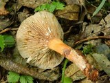 Lactarius fulvissimus image