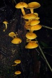 Tricholomopsis aurea image