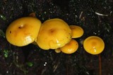 Tricholomopsis aurea image