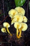 Tricholomopsis aurea image