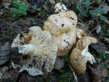 Lactarius zonarius image