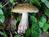 Leccinum pseudoscabrum image
