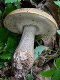 Leccinum pseudoscabrum image