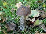 Leccinum melaneum image