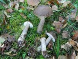 Leccinum melaneum image