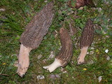 Morchella importuna image