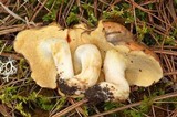 Suillus brevipes image