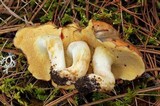 Suillus brevipes image