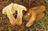 Suillus brevipes image