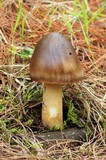 Amanita sect. Vaginatae image