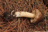 Amanita sect. Vaginatae image