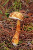 Austroboletus gracilis image