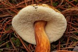 Austroboletus gracilis image