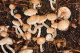 Ripartitella brasiliensis image