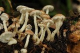 Ripartitella brasiliensis image