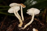 Ripartitella brasiliensis image