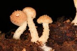 Ripartitella brasiliensis image