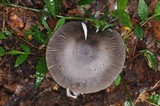 Amanita sect. Vaginatae image