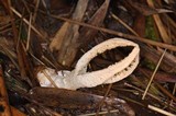 Pseudocolus fusiformis image