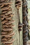 Gloeophyllum abietinum image