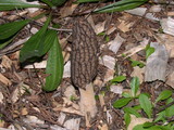 Morchella importuna image