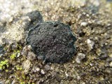 Placynthium nigrum image