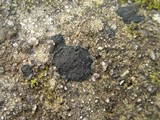 Placynthium nigrum image