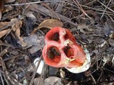 Clathrus columnatus image