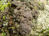 Moelleropsis nebulosa image