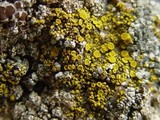 Candelariella aurella image