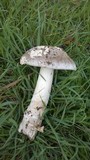 Amanita sect. Vaginatae image