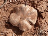 Agaricus bitorquis image