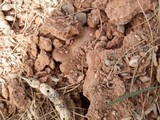 Agaricus bitorquis image