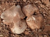 Agaricus bitorquis image