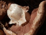Agaricus bitorquis image