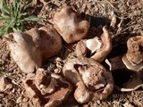 Agaricus bitorquis image