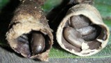 Cyathus olla image