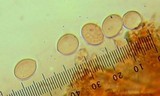 Cyathus olla image