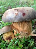 Retiboletus griseus image