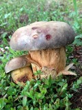Retiboletus griseus image