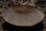Amanita pekeoides image