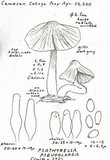 Psathyrella pseudolarga image