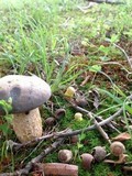 Retiboletus griseus image