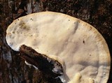 Trametes cubensis image