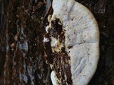 Trametes cubensis image