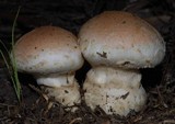 Hebeloma victoriense image